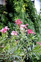 Beautiful Pink Flowers and its Plant
