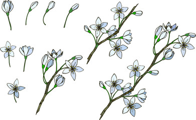 Colorful flower vector illustration on white background. Hand drawn botanical doodle of apple, sakura, cherry and plum flower blossom.