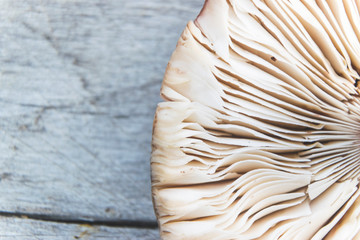 Close up photo of mushroom gills