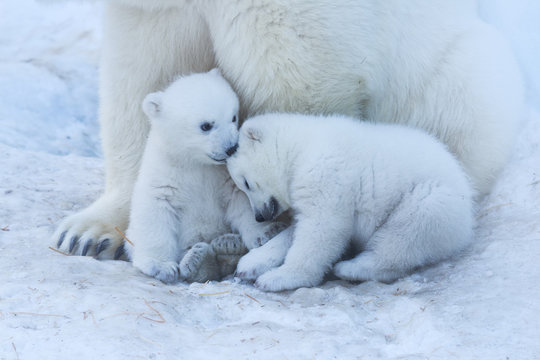 Polar bear family on white snow background. 