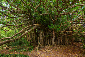 Giant Ficus citrifolia (also known as the shortleaf fig, giant bearded fig or wild banyantree) in Cap Chevalier, Martinique tropical island