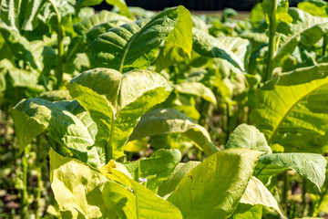 Obraz premium Tobacco field plantation under blue sky with big green leaves