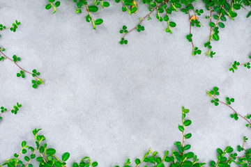 green creeper plant on cement wall. - background with copy space.