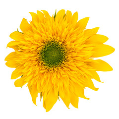 Flower of sunflower isolated on white background