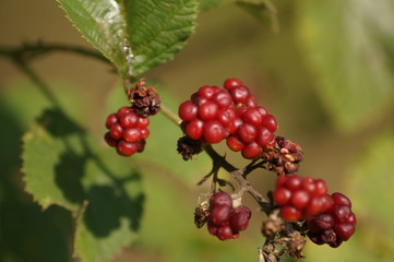red berries on a branch