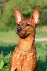Purebred Miniature Pinscher, Portrait of pedigree dog
