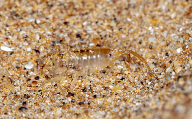 sea flea on the sea sand
