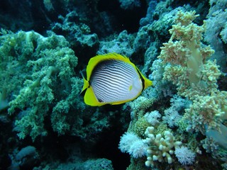 Blackbacked Butterflyfish