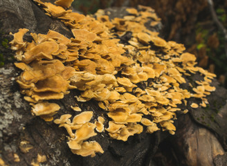 Large group of yellow mushrooms grow on tree trunk