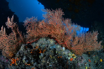 underwater photography in the mediterranean sea