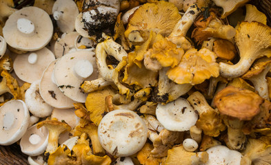 Various species of edible mushrooms collected in mountain forest