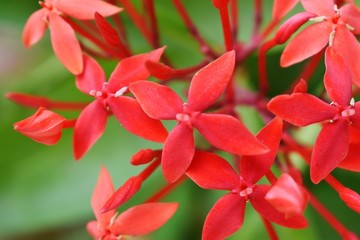 A Bunch of Fresh Red Flowers