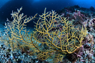 underwater photography in the mediterranean sea