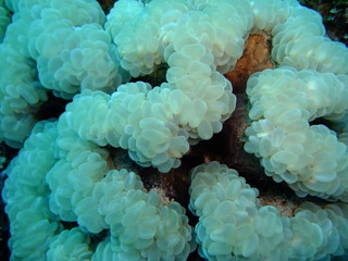 Bubble Coral