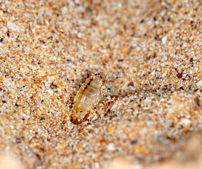 sea flea on the sea sand