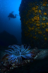 Naklejka premium underwater photography in the mediterranean sea
