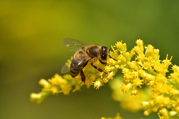 Macrophotography of bee polinating yellow flower in blossom 