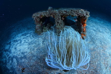 underwater photography in the mediterranean sea