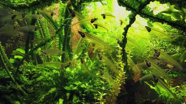 Glass Catfish in a public aquarium . Kryptopterus vitreolus. Siluriformes
