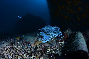 underwater photography in the mediterranean sea