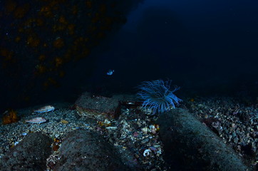 underwater photography in the mediterranean sea