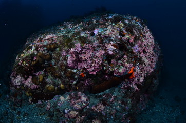 underwater photography in the mediterranean sea