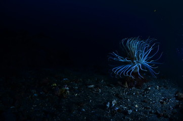 underwater photography in the mediterranean sea