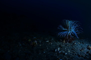 underwater photography in the mediterranean sea