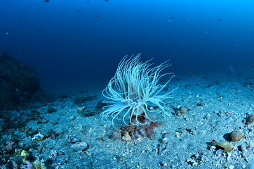 underwater photography in the mediterranean sea
