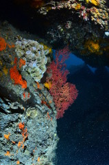 Fototapeta na wymiar underwater photography in the mediterranean sea