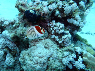 Crown Butterflyfish