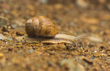 Big snail in shell crawling on road, summer day in garden