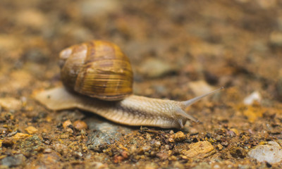 Big snail in shell crawling on road, summer day in garden