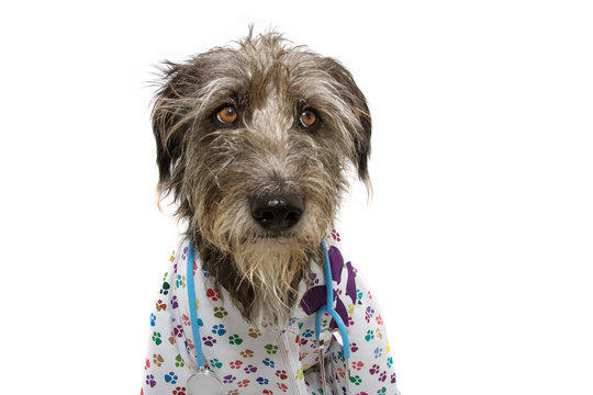 serious dog dressed as a veterinarian with stethoscope and gown paw print pattern. Isolated on white background.