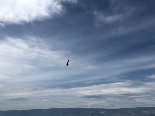 seagull in the sky