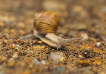 Big snail in shell crawling on road, summer day in garden