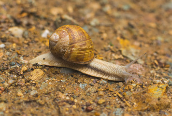 Big snail in shell crawling on road, summer day in garden