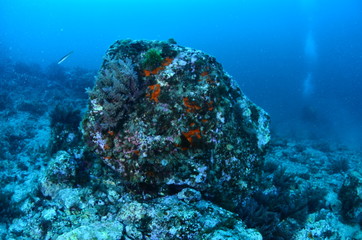underwater photography in the mediterranean sea