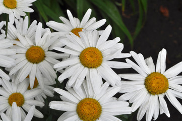 Obraz premium Meadow of wild or white chamomile flowers.