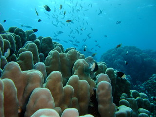 Dome Coral