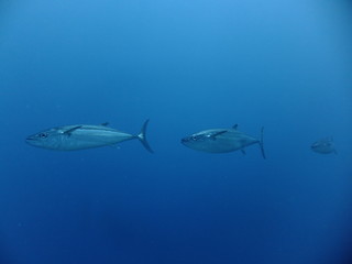 Dogtooth Tuna