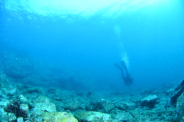 Fototapeta na wymiar underwater photography in the mediterranean sea