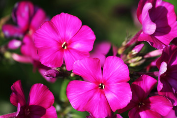 Close view on Pink phlox flowers