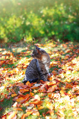 Gray European Shorthair cat outdoor on the leaves in autumn garden.