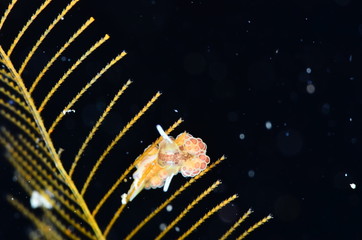 underwater photography in the mediterranean sea