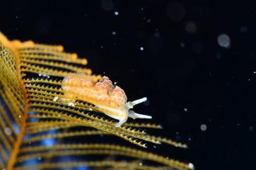 underwater photography in the mediterranean sea