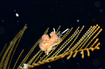 underwater photography in the mediterranean sea