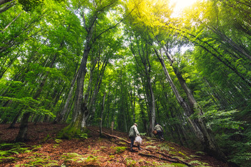 People searching for mushrooms in beautiful untouched mountain forest