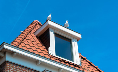 Two seagulls at a dormer window on the top of a roof in Volendam, Netherlands
