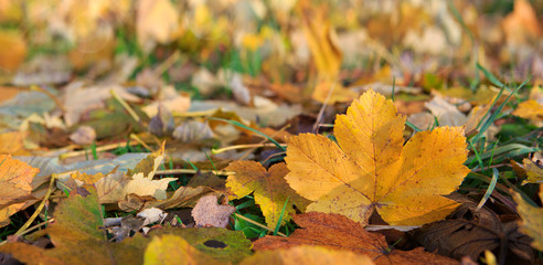 Yellow autumn maple leaf isolated on a color background.